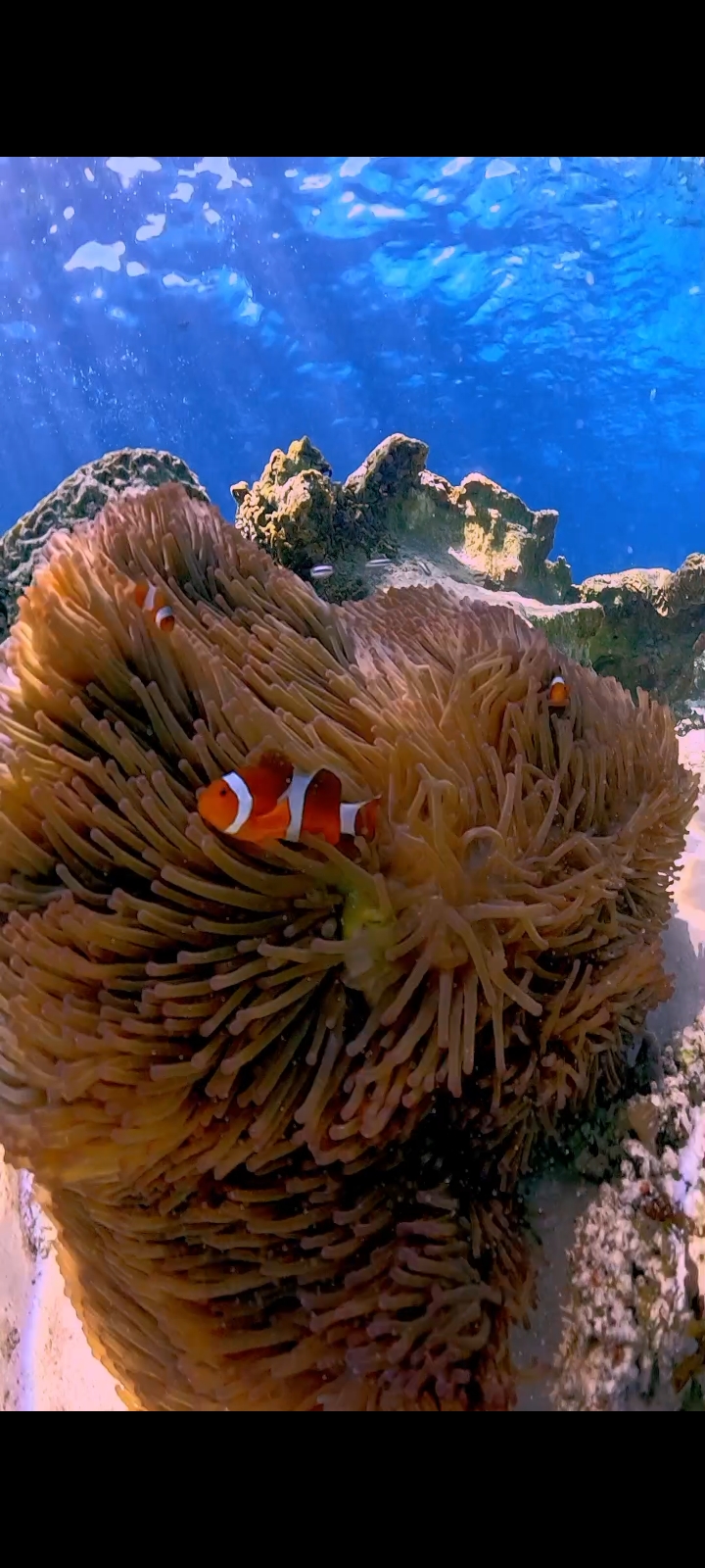 Clownfish nestled in a sea anemone