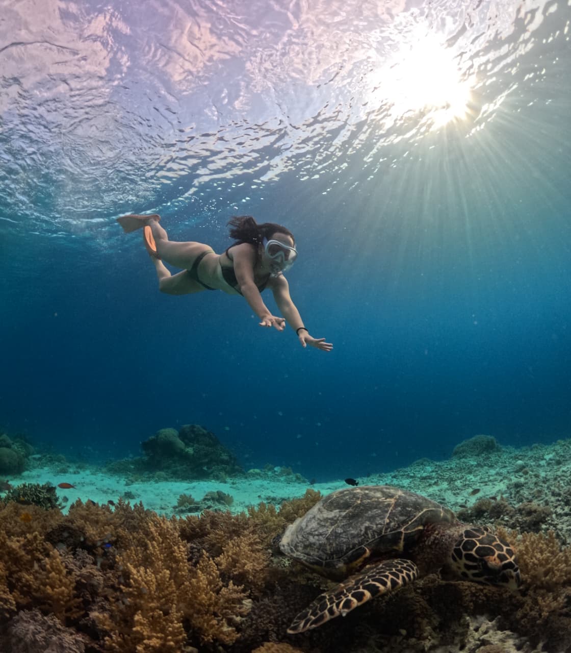 Snorkeler swimming above a sea turtle on the reef