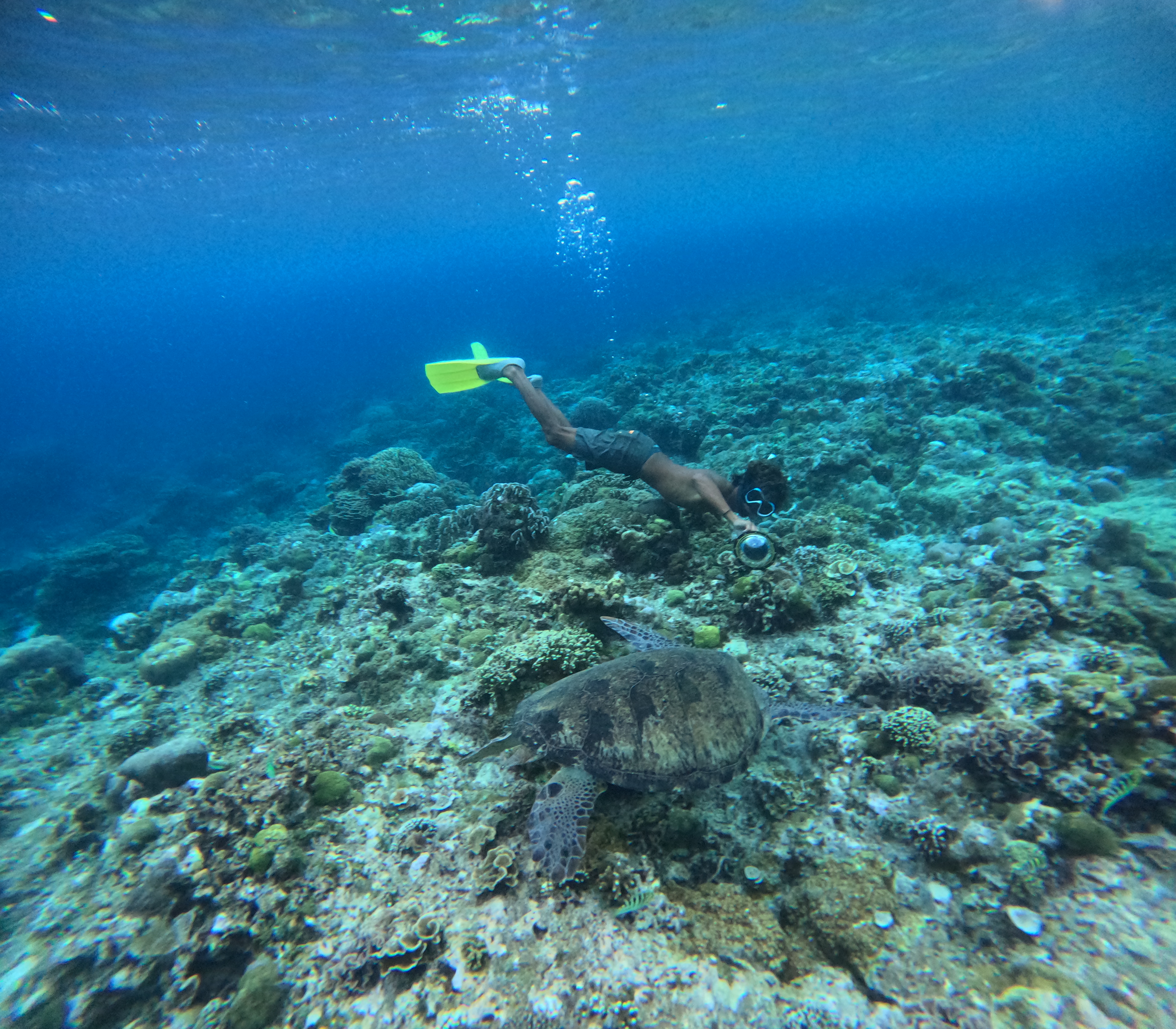 Snorkeler and sea turtle exploring the reef