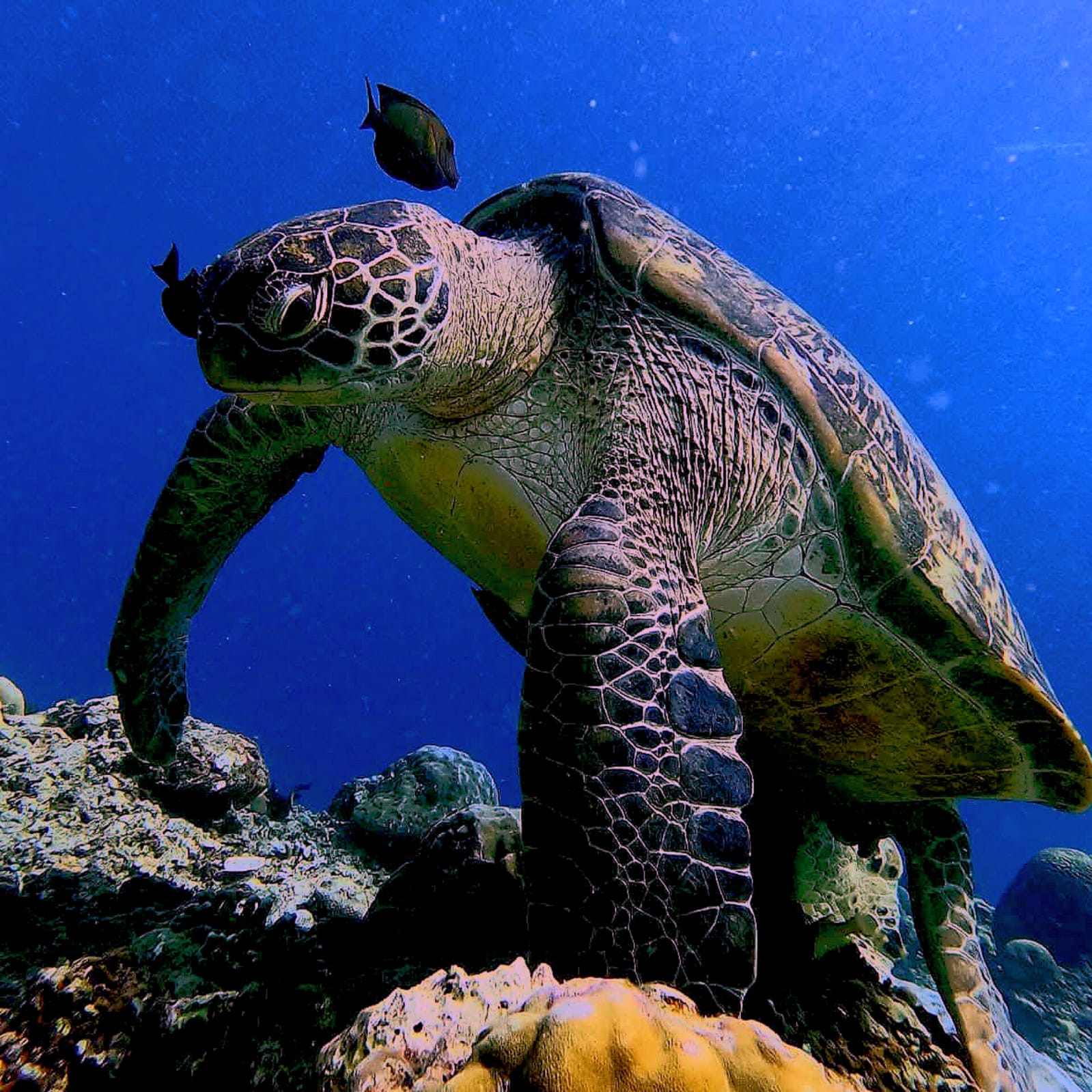 Close-up of a green sea turtle on the coral reef