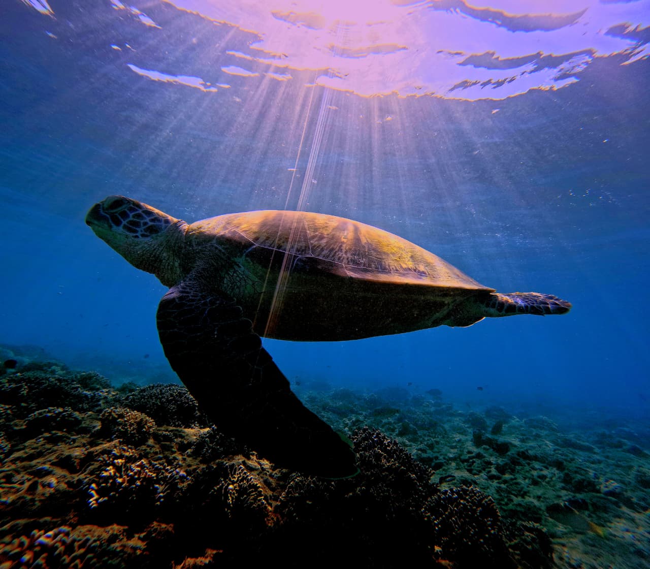 Sea turtle swimming through sunrays in the Gili Islands